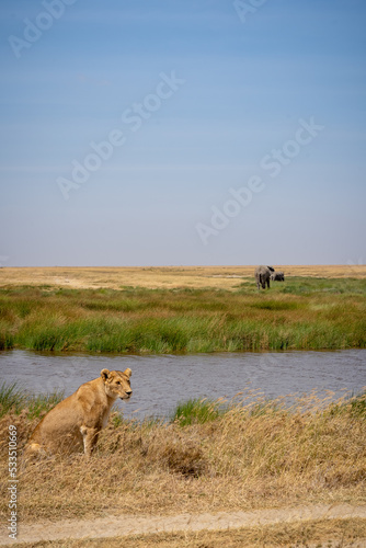 Lioness standing on savanna grass near a waterhole. two elephants in the background. serengeti  national park