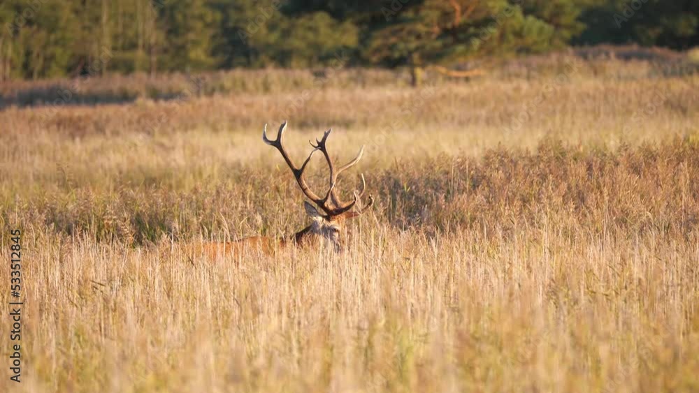 Ein männlicher Rothirsch mit großem Geweih steht zur Brunftzeit in der Dünenvegation auf dem Darß Ein männlicher Rothirsch mit großem Geweih steht zur Brunftzeit in der Dünenvegation auf dem Darß