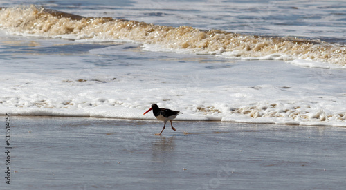 American oystercatcher on the beach. photo