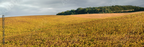 soybean field ripening hills, yellowed golden leaves and dramatic clouds on t...