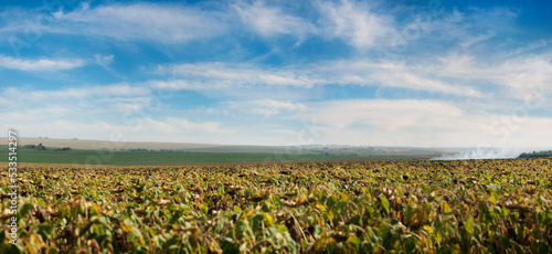 panoramic view of field of sunflowers, agricultural landscape on the horizon ...