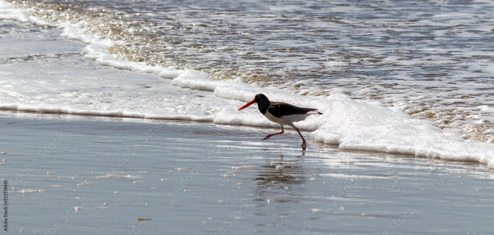 The beauty of American oystercatcher found in Xangri-lá in Rio Grande do Sul, Brazil. The beauty of American oystercatcher found in Xangri-lá in Rio Grande do Sul, Brazil.