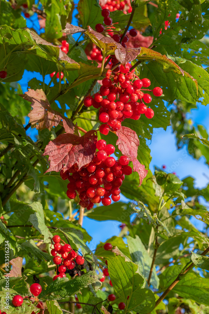Red viburnum berries on a branch in the sun light.