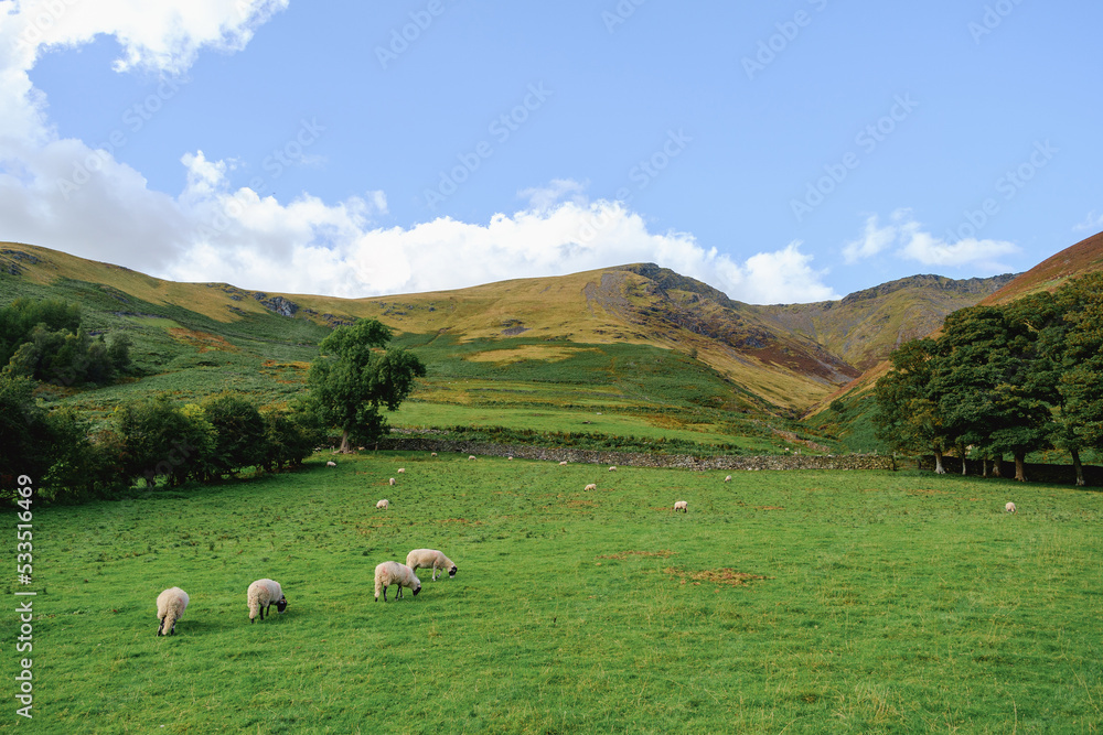 Fototapeta premium Mountains and sheep farm field view in Cumbria, England, United Kingdom