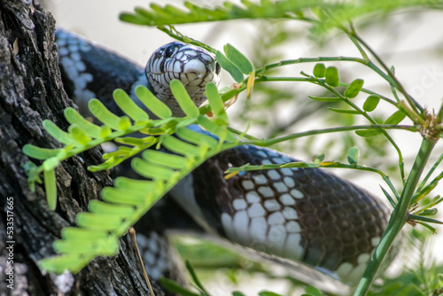 Common kingsnake warming up in the sun and hunting 
