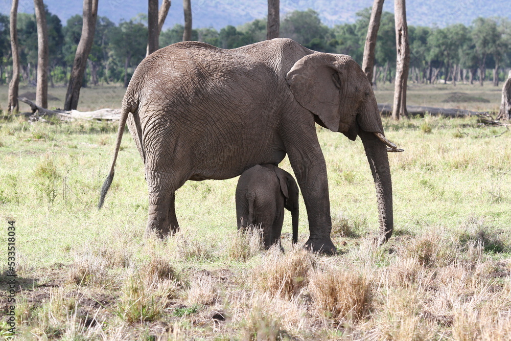 Mother elephant protecting her tiny elephant calf under her belly Mother elephant protecting her tiny elephant calf under her belly