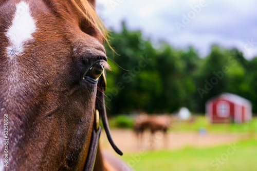 Horse eye with blurred farm background