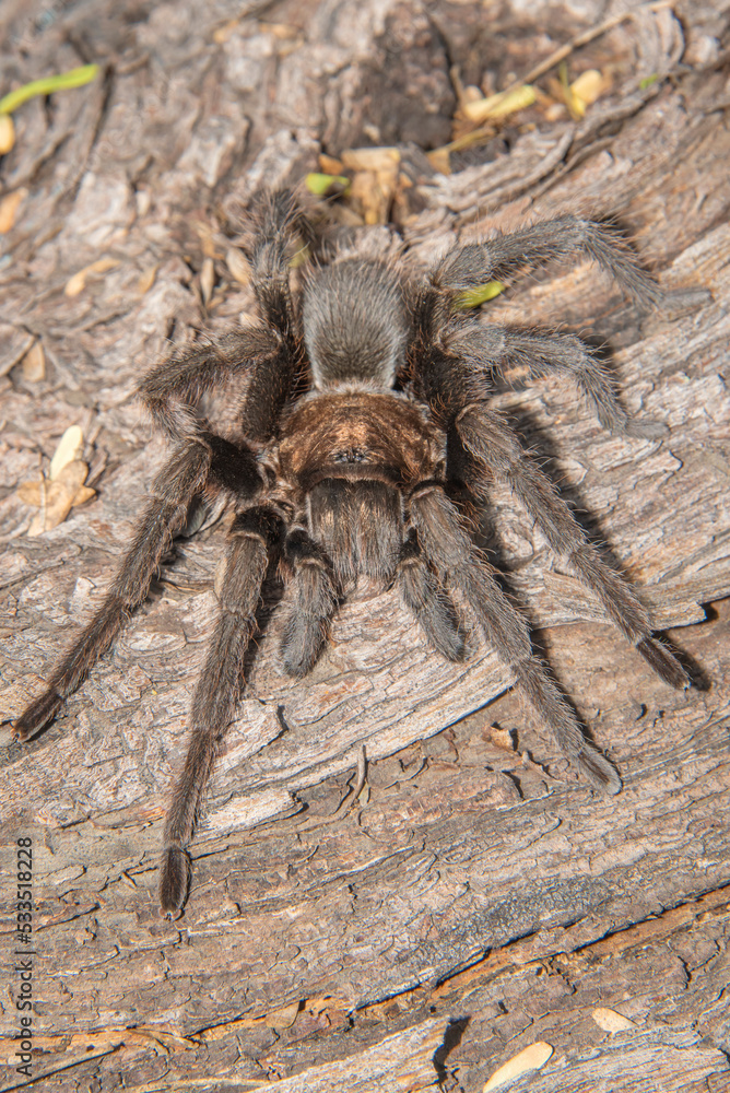 tarantula on a log waiting for a prey tarantula on a log waiting for a prey