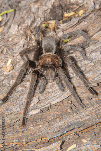 tarantula on a log waiting for a prey