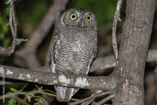Elf owl perching on a mesquite three at night 