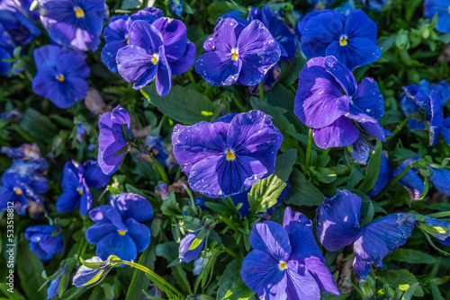 Group of intensely blue garden flowers.