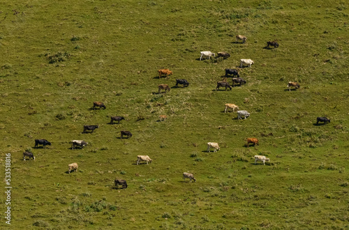 Cows of different colors graze in the pastures on the side of the mountain