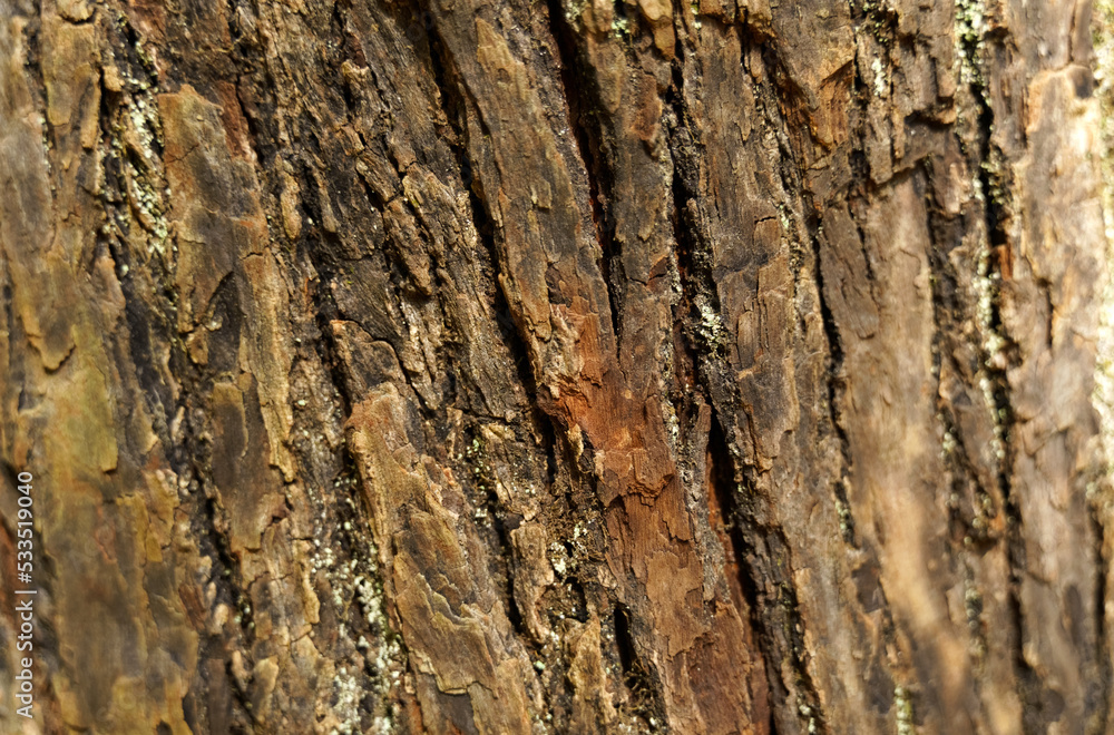 Deep texture of the brown bark of a tree in the rays of the sun. Deep texture of the brown bark of a tree in the rays of the sun.