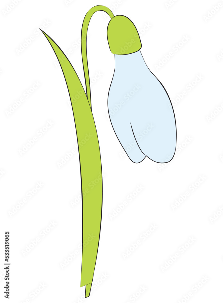 Snowdrop flower or Galanthus nivalis. Spring vector illustration. Snowdrop flower or Galanthus nivalis. Spring vector illustration.