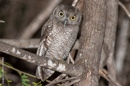 Elf owl perching on a mesquite three at night 