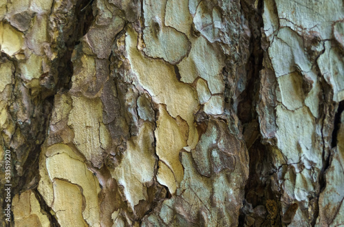 The texture of the bark of a plane tree close-up. photo