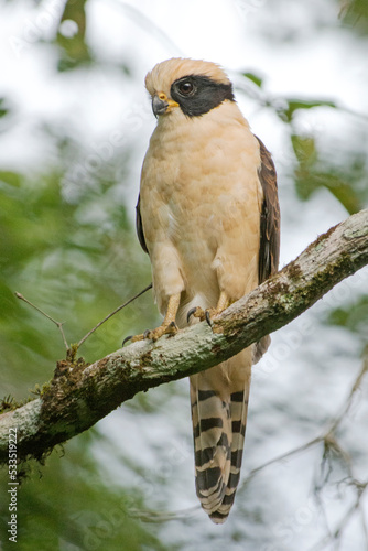 laughing falcon perching on a tree while hunting 
