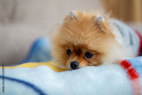 Pomeranian dog stands on white ground, light brown dog. Pet Love