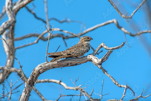 Lesser nighthawk perching on a branch 