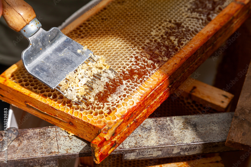 Apiculture - A la miellerie - Gros plan la main d'un apiculteur tenant une herse pour désoperculer les alvéoles contenant le miel dans un cadre de ruche posé sur un extracteur Apiculture - A la miellerie - Gros plan la main d'un apiculteur tenant une herse pour désoperculer les alvéoles contenant le miel dans un cadre de ruche posé sur un extracteur