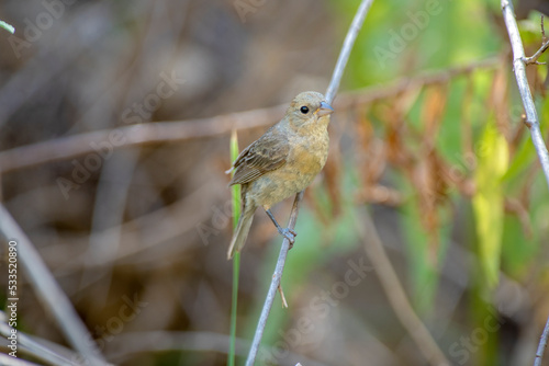 Female varied bunting perching on a branch photo