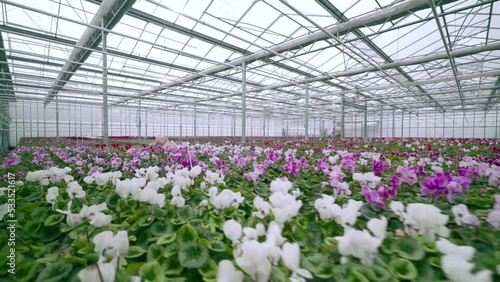 Flowers in a modern greenhouse. Greenhouses for growing flowers. Floriculture industry. Mid range shot of various colorful plants in an industrial greenhouse.