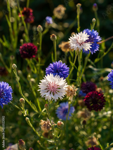 Colorful beautiful cornflowers close-up at sunrise. High quality vertical photo. White  bluee and red wildflowers.