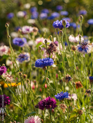 Colorful beautiful wildflowers close-up at sunset. High quality vertical photo. Cornflowers and other fields flowers.