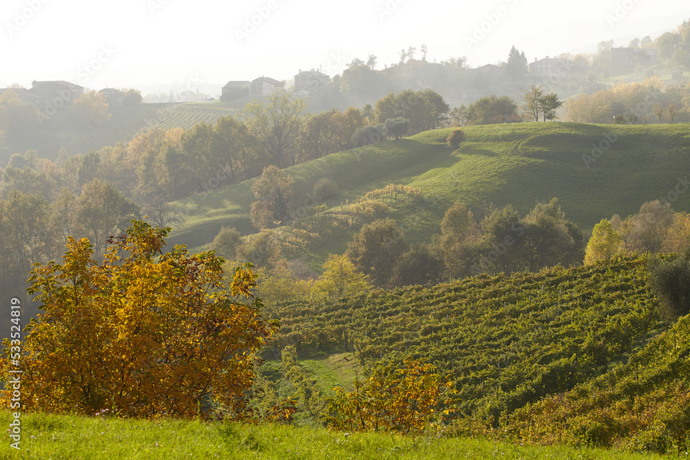 Autumn in the hill with fog with vineyard Autumn in the hill with fog with vineyard