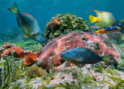 Colorful coral reef with tropical fish and starfish, Caribbean sea, Mexico