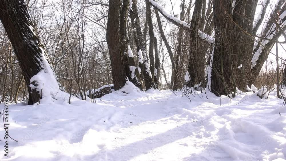 4K view of a snowy path in a winter park. 4K view of a snowy path in a winter park.