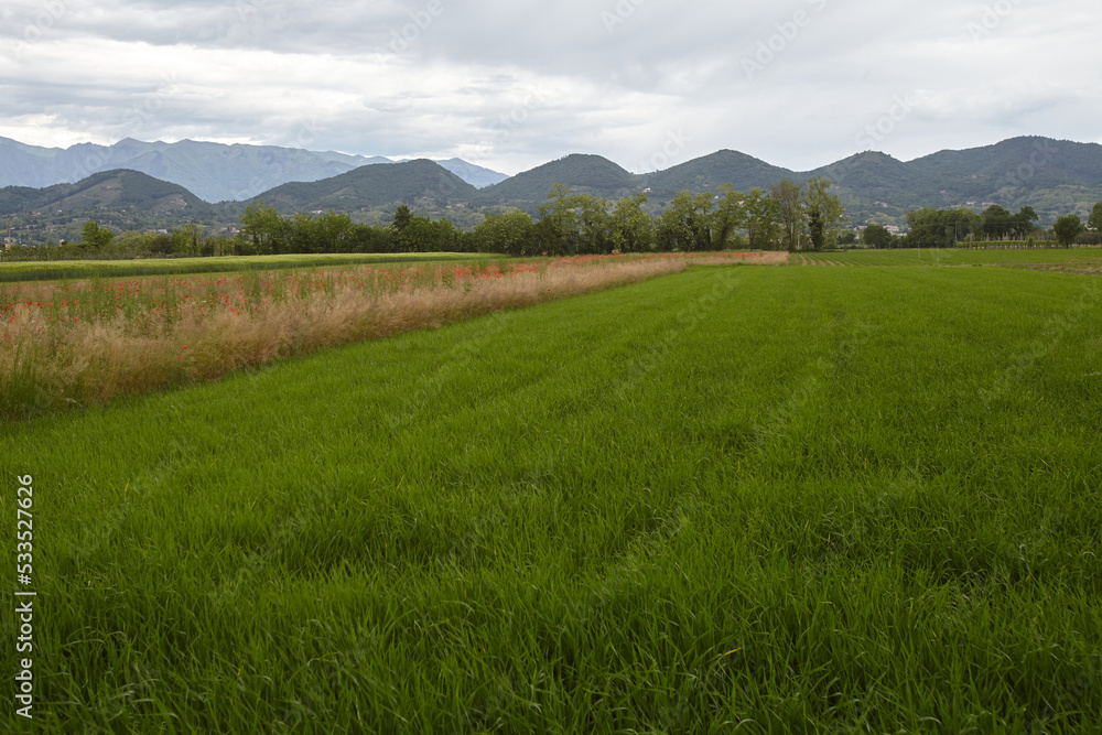 Landscape with grass Landscape with grass