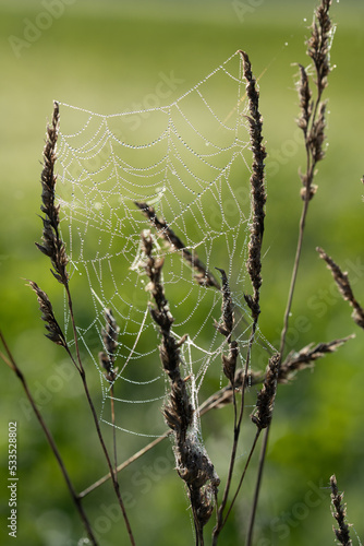 Close up of a spider web attached between grasses. Drops of dew sit on the net. The background is green. The light shines from behind.