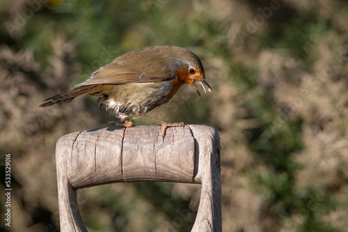 A robin is perched on a wooden fork or spade handle in a garden Fototapeta