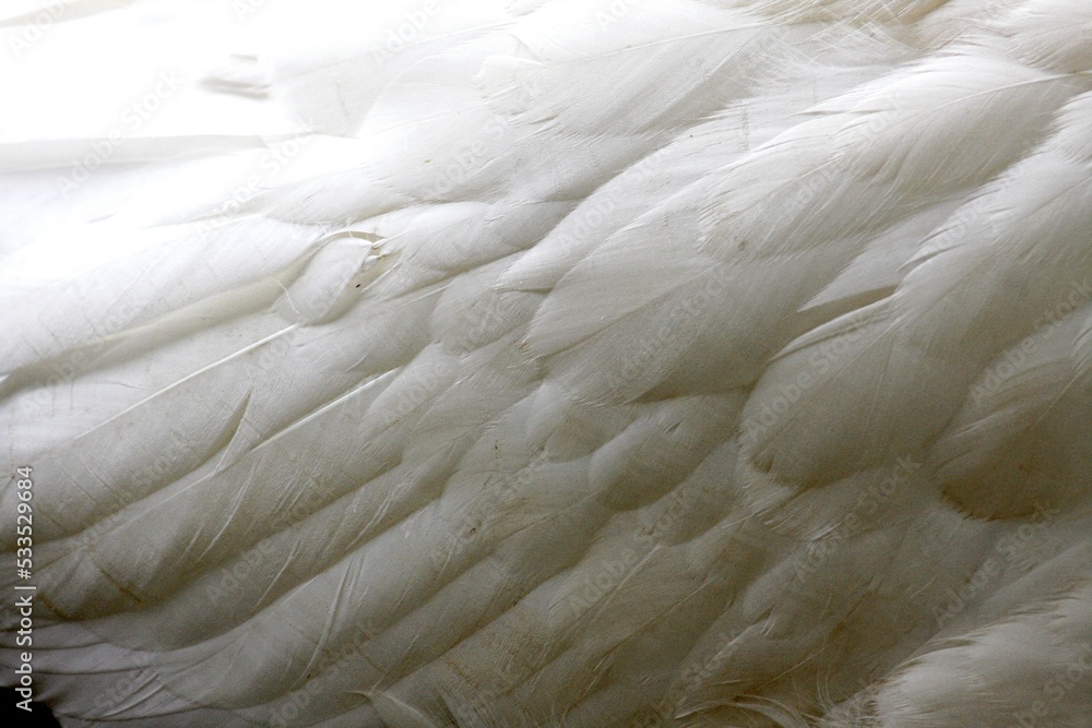 Fototapeta premium Nahaufnahme weisse Gans