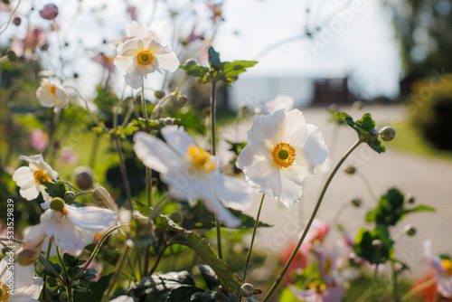 Ogród i białe kwiaty