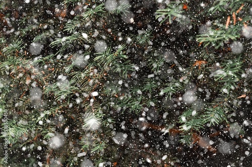 Photography Snowy winter background and evergreen pine christmas tree