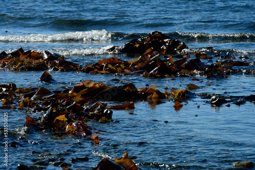 An image of large piles of greenish-brown seaweed washing up on shore.  photo
