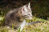 A fluffy gray kitten on a green lawn, looking into the distance.