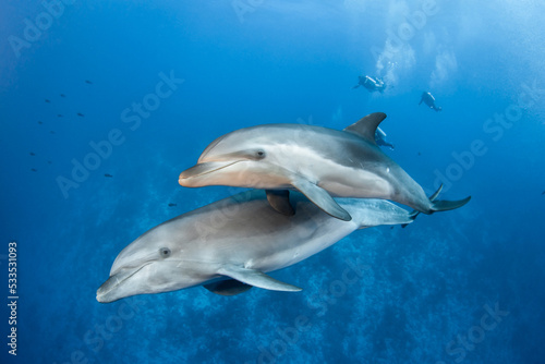 Fotobehang Bottlenose dolphins in blue