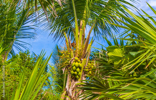 Tropical natural palm tree coconuts blue sky in Mexico.