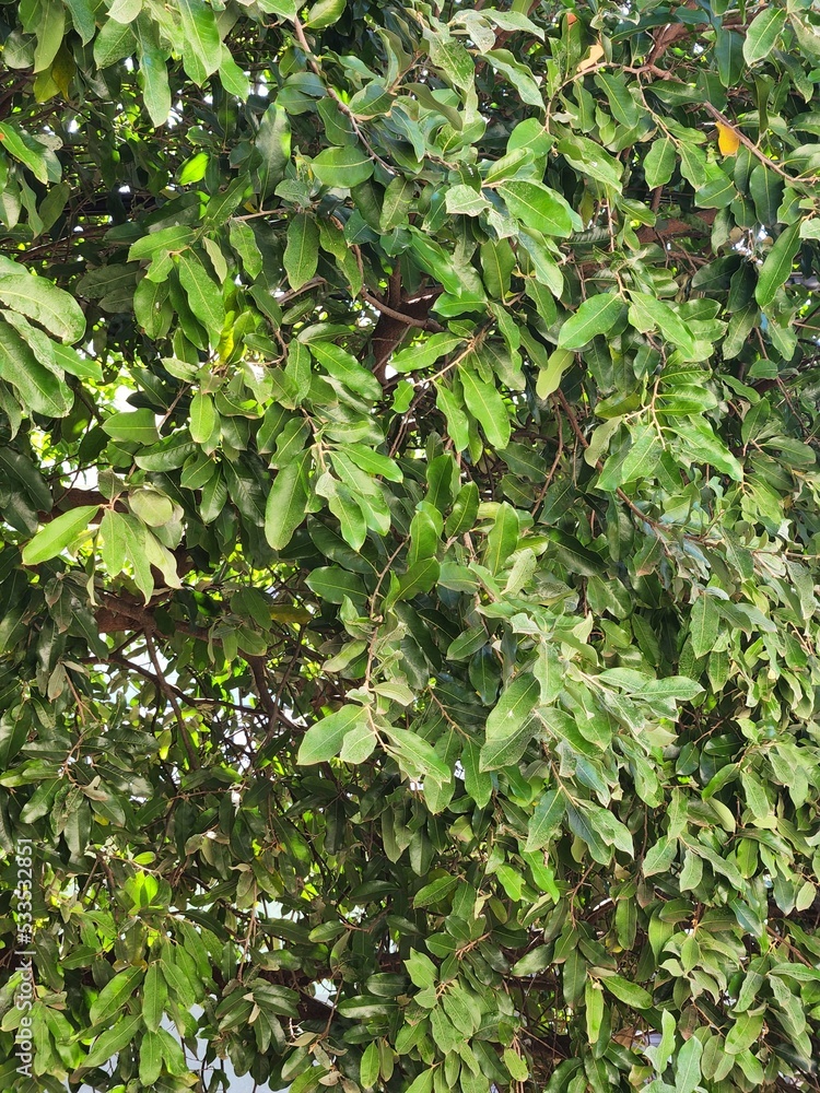 Obraz premium background leaves