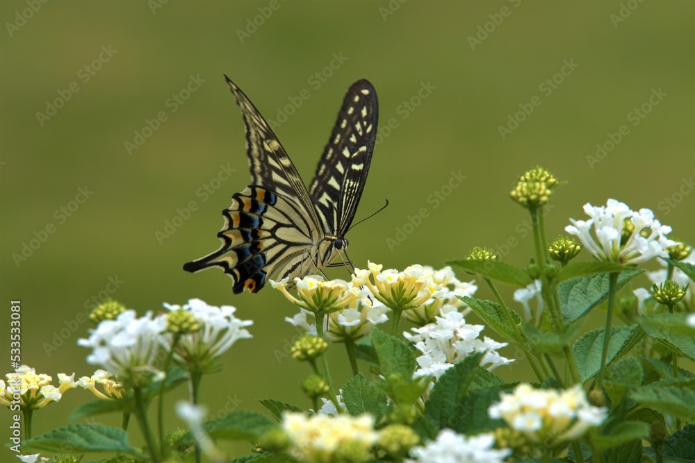 ランタナの蜜を吸うナミアゲハ