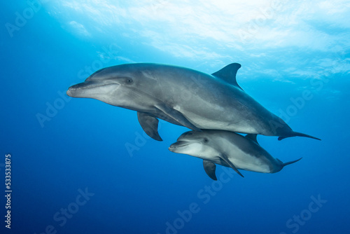 Fotobehang Bottlenose dolphins