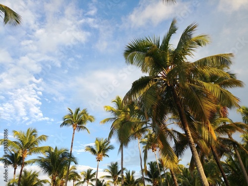 Wallpaper Mural palm trees and sky. Dominican Republic. beach ocean Atlantic Caribbean sea Torontodigital.ca