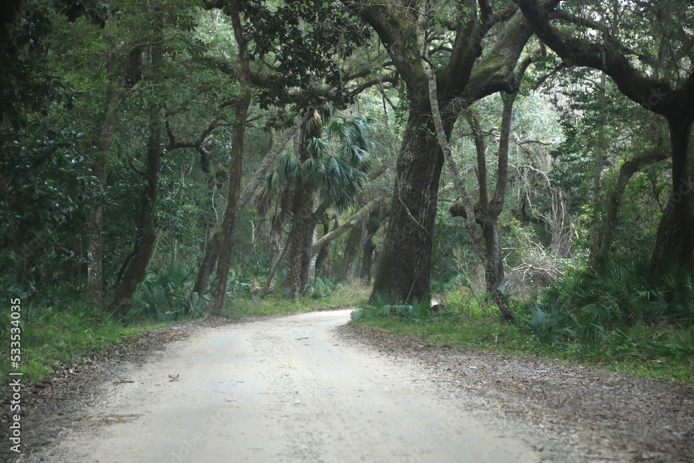 Spanish moss covered oak trees in the south Spanish moss covered oak trees in the south
