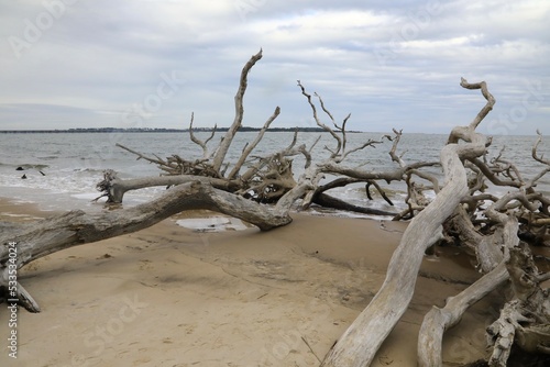 Driftwood covered beach in Florida 