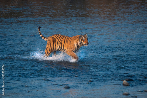 Tigress running through Ramganga river in pursuit of prey on a winter evening photo