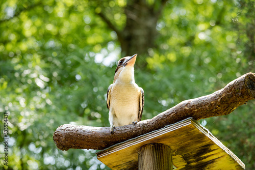 Foto Laughing Kookaburra looks up from its perch at an aviary in the zoo