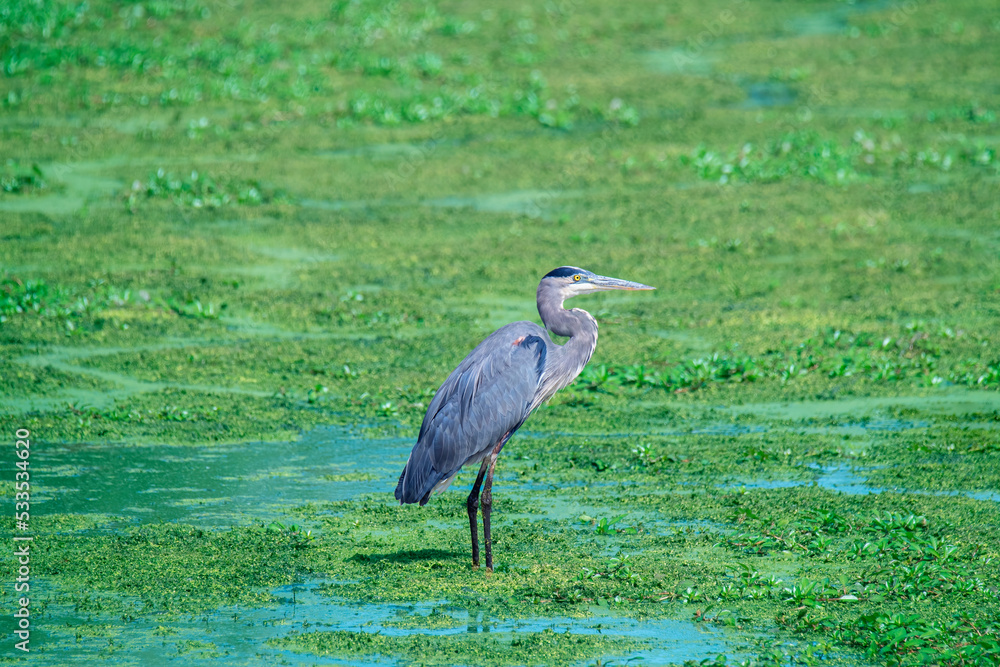 Fototapeta premium Blue egret stands in a green marsh